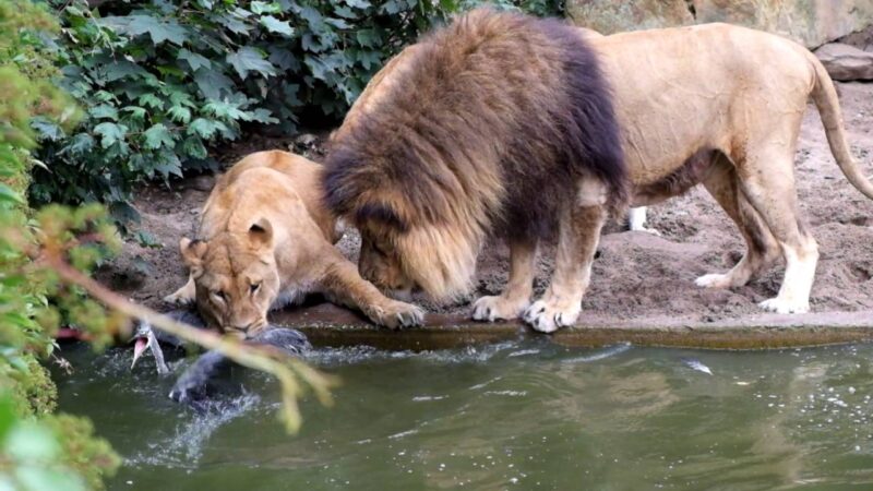 百獣の王ライオンの近くでは絶対に油断してはならないのが身に染みる映像です。