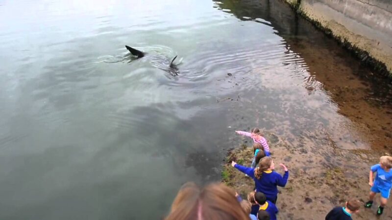 北アイルランドのポートラッシュハーバーにはこんなにデカいサメが泳いでいるのか？