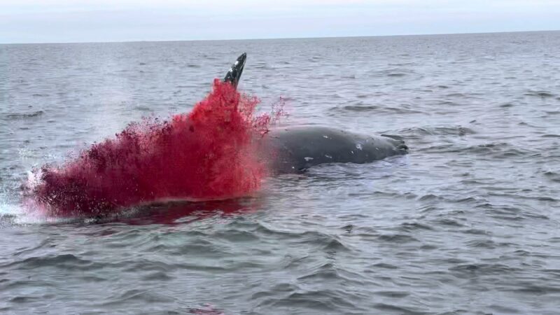 【閲覧注意】カリフォルニア海岸で撮影されたクジラの爆発が怖すぎる！