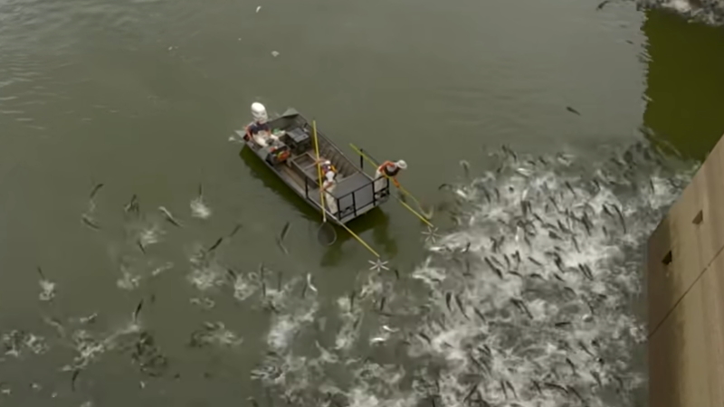 電気を流して魚を捕る電気漁の漁獲量がワンダフルｗｗｗｗｗ