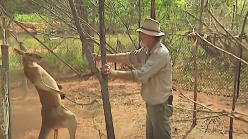 220611 006 - オーストラリアの動物園で戦っているカンガルーとおじさん。