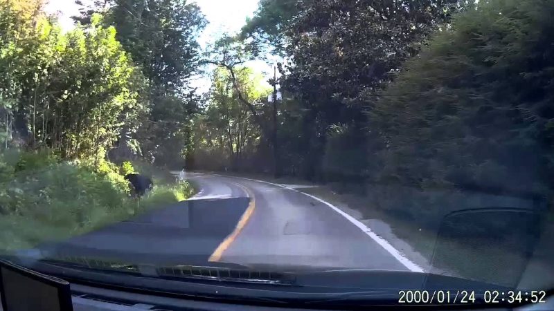 maxresdefault 47 - 山道の「動物注意！」に含まれる巨大猛獣が車に轢かれた瞬間。
