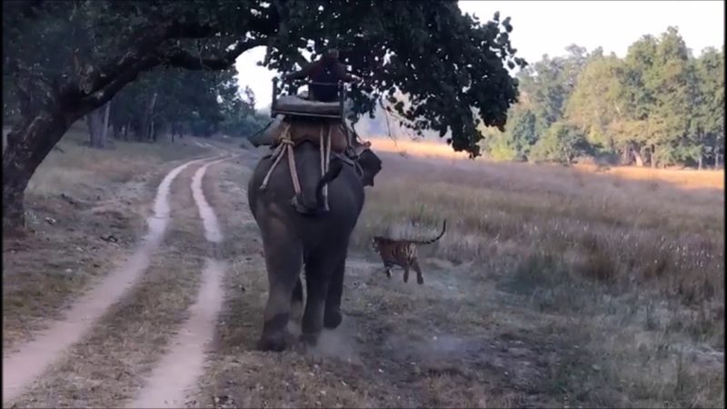 人が乗った象を餌だと思い襲った野生のトラが勇猛すぎるｗｗｗ