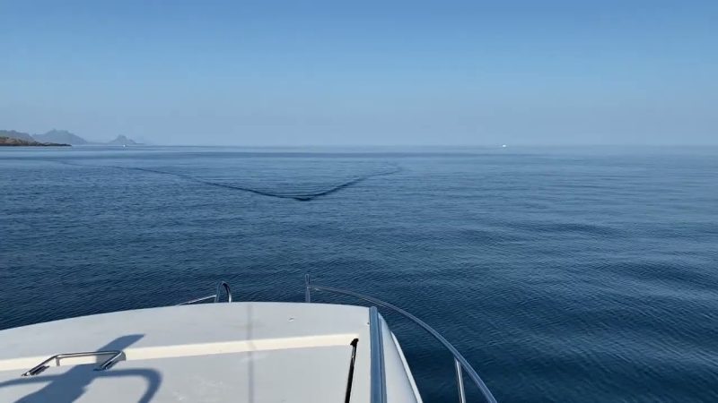 ボートの横を通り過ぎた巨大なウバザメに恐怖した！！