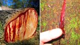 maxresdefault 87 160x90 - 「竜血樹(リュウケツジュ)」と呼ばれる血を流す木が実在する！