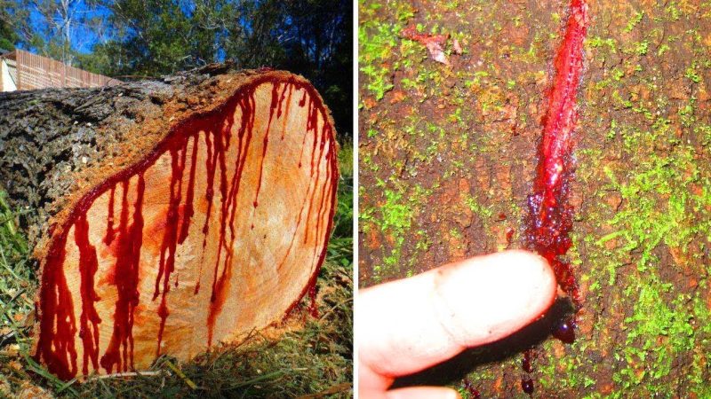 「竜血樹(リュウケツジュ)」と呼ばれる血を流す木が実在する！