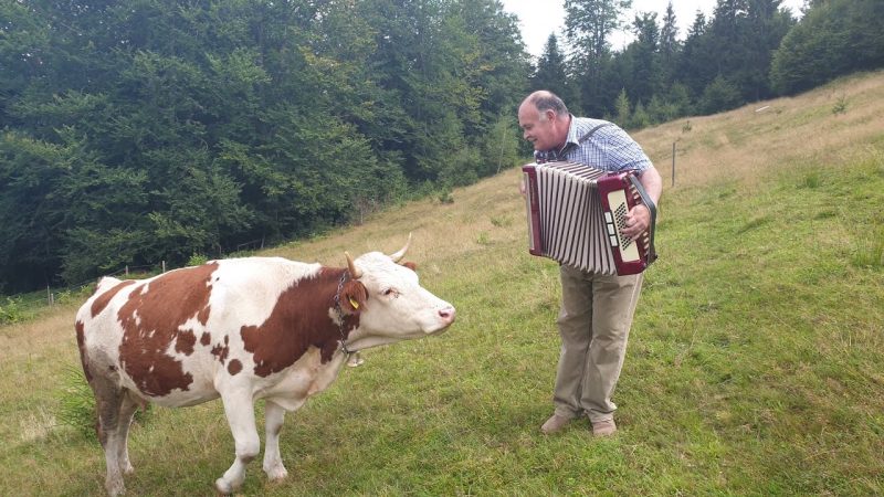 maxresdefault 88 - 飼い主が弾くアコーディオンに魅了された牛。