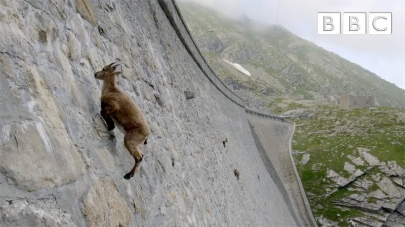 maxresdefault 9 - ヤギがほぼ崖のダムを登るには理由があるんですよ！