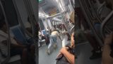 maxresdefault 121 160x90 - 〖恐怖〗地下鉄で他の人が連れてきた犬と大きな声で会話する迷惑な男性。