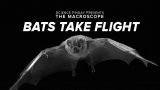 maxresdefault 88 160x90 - コウモリの凄さを科学的に説明した動画が素晴らしい！