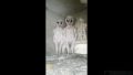 221115 014 120x68 - インドの高速道路で撮影されたリアルガチな幽霊動画が話題にｗｗｗ