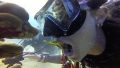 maxresdefault 120x68 - 〖超貴重〗島根県出雲市猪目町の猪目漁港で発見された生きたダイオウイカをご覧ください。