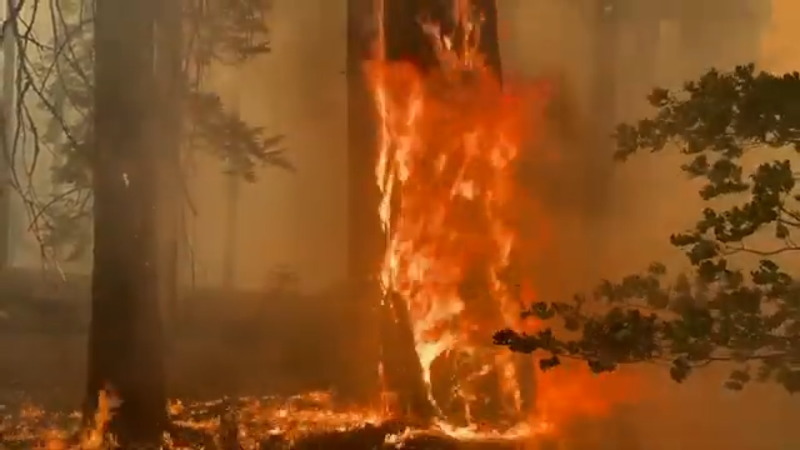 カリフォルニアで山火事から果樹園を苦労して守っている消防士達です。