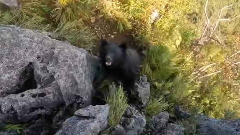 登山中にクマに出会って命からがら逃げきったようです！　※音量注意