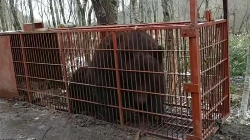 捕獲された野生のヒグマが捕獲されても怖すぎる！！