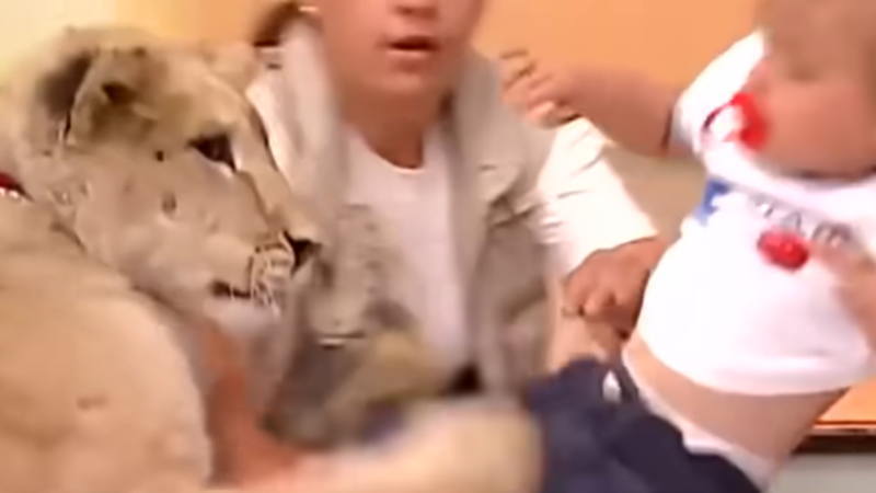 テレビ番組の中でライオンが少年を襲った恐怖をご覧下さい。
