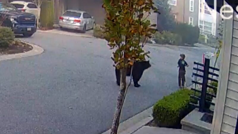 街中で7歳の少年が巨大な熊に遭遇してしまった！！