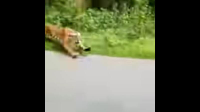 バイクで走行中に草むらからトラが追いかけてきたインドが怖い。