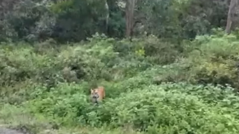 草むらから野生のトラが現れた！