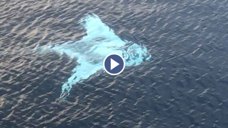 ドローンで撮影したホワイトマンタが空を飛んでいるように優雅に泳ぐ！