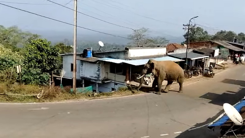 象が車を襲った瞬間が恐ろしくてぞぅ～とした。