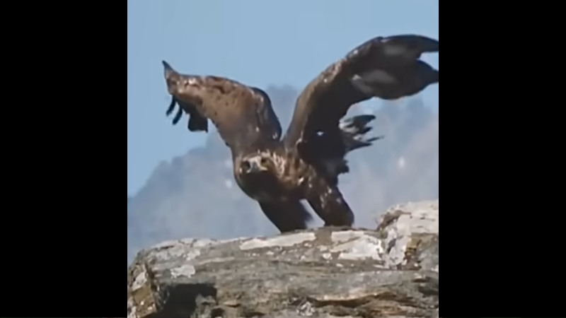 鷹が草食動物を捕まえて飛ぶ！