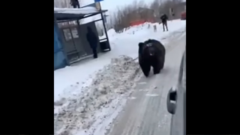 街中に出没したクマに襲われた衝撃映像！