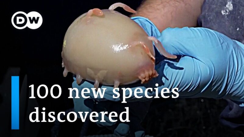 ドイツのニュースで紹介された「ニュージーランド沖で100の新種の海洋種を発見」です。