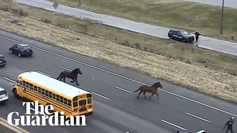 警察馬が高速道路で大逃亡劇を繰り広げる！！