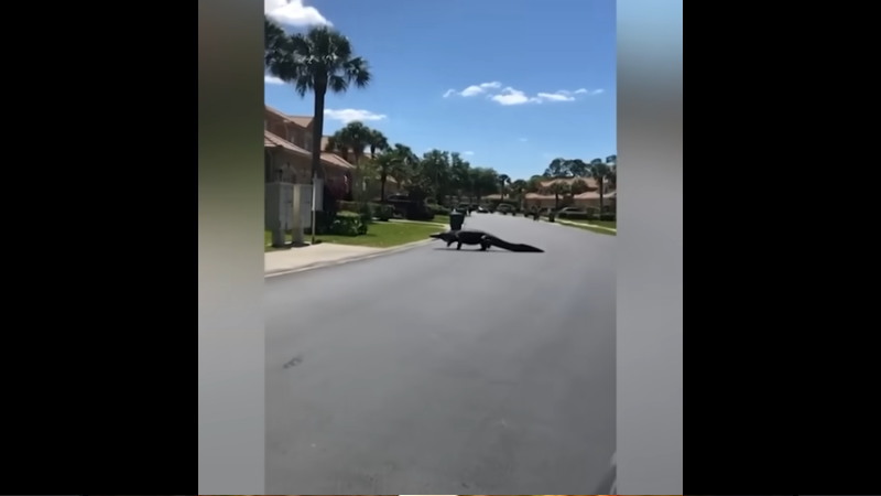 フロリダの住宅街で巨大なワニが目撃されてしまう！！