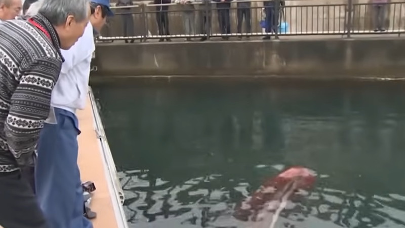 ダイオウイカが生きたまま泳いでいる超貴重な映像。