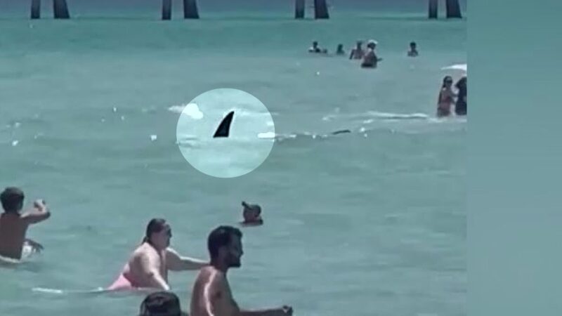 フロリダのビーチに現れたサメが現れパニックになってしまった！