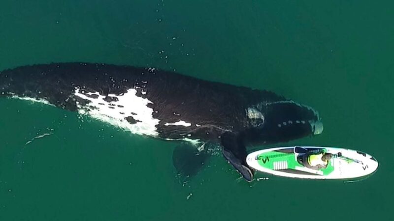 パドルボーダーを優しく押すの・・・なんと巨大なクジラ。