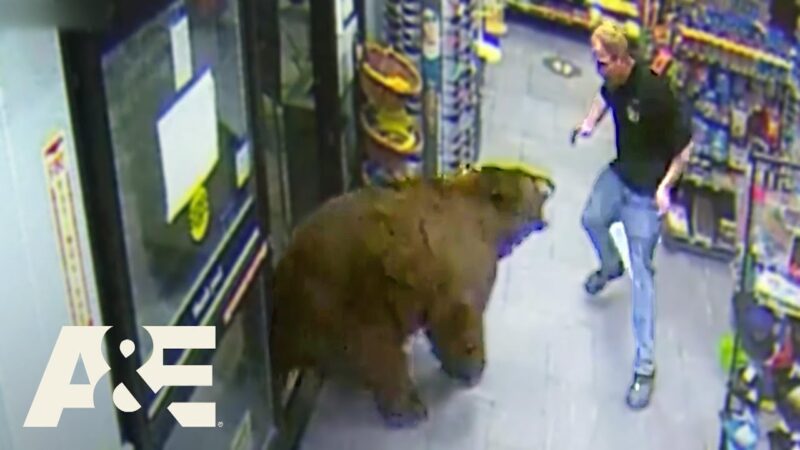 お店に客が入って来たと思ったら熊だった件。