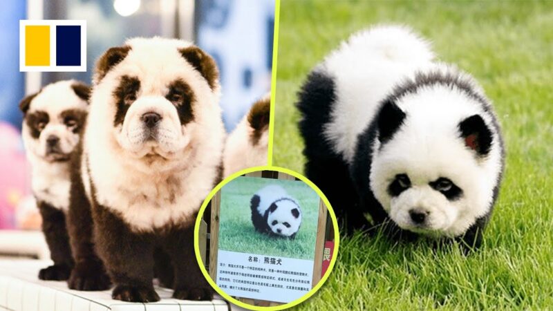中国で人気を集めている「パンダ犬」をご覧下さい。