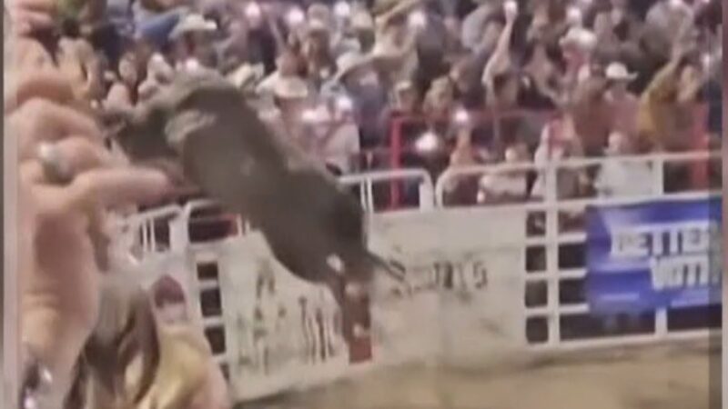 ロデオの途中に荒れ狂った雄牛が柵を超えて観客にケガをさせた！！