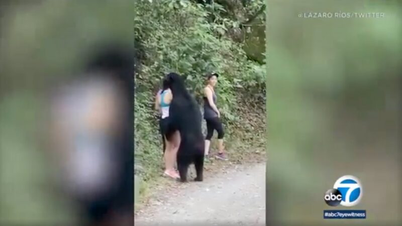 ハイキング中にクマが出現し女性の髪の毛の匂いを嗅いで去っていった・・