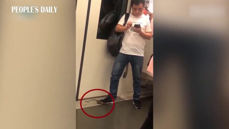 上海の地下鉄で走っていたネズミが男性の乗客に踏みつけられた。