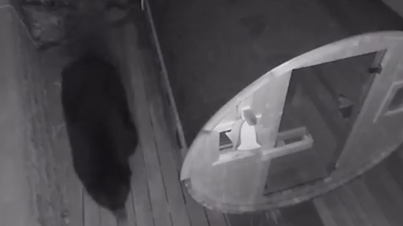 【全米が震撼】冬眠のためにサウナを選んだクマ