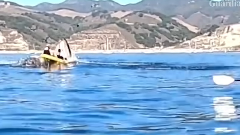 カヤックがクジラに丸呑みされそうになる瞬間はリアルに怖すぎる！！