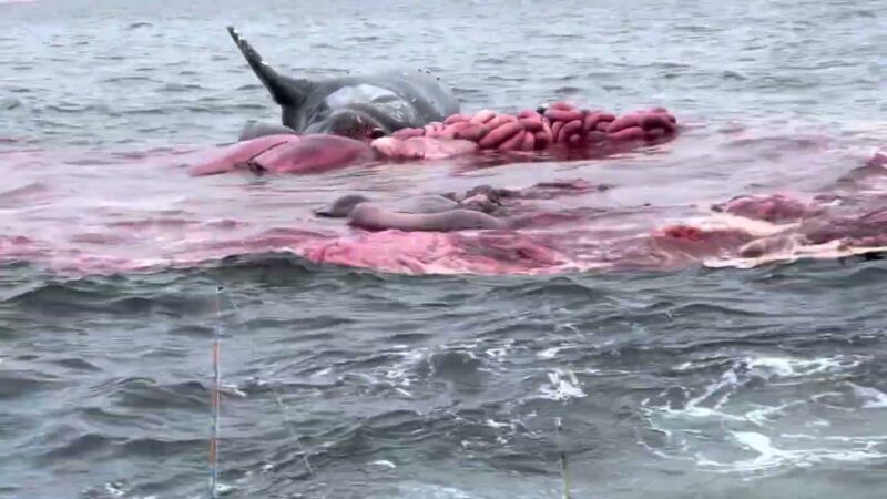 海岸に打ち上げられたクジラの死骸が突如爆発する瞬間がヤバい！！