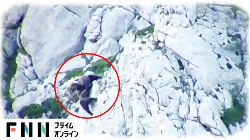 【衝撃映像】崖っぷちで子グマを守る母グマと交尾を迫るオスグマの大格闘がヤバい！！