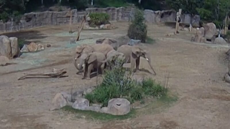 地震の発生でゾウが本能的に子ゾウを囲み守る感動的な母性愛の瞬間