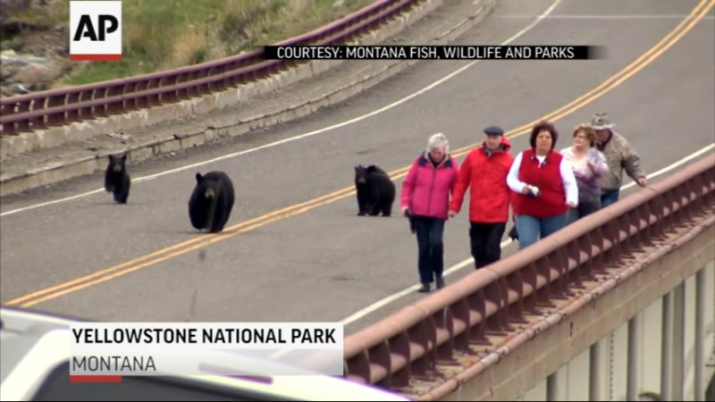 イエローストーンで熊に追いかけられる観光客の恐怖体験がヤバい！！