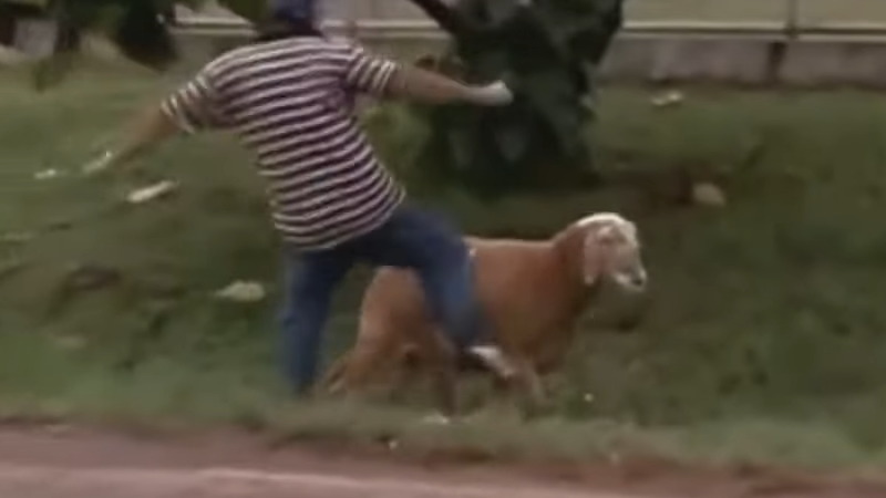 ブラジルの街中を恐怖に陥れた暴走ヤギの無差別アタック映像を公開！！