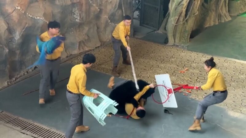 ライブパフォーマンス中に動物園の飼育員がクマに襲われる決定的瞬間！！