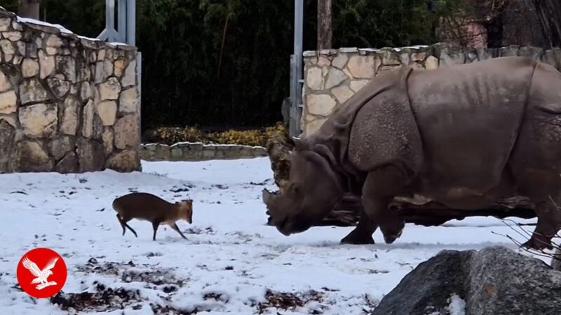 小さなシカが巨大なサイに果敢に立ち向かう驚きの瞬間！！