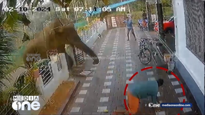 野生の象が住宅街で大暴れし民家を破壊した瞬間がヤバすぎる！！