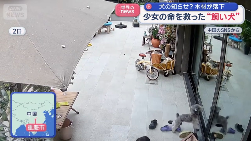 中国で少女の命を救った「飼い犬」　だった！！