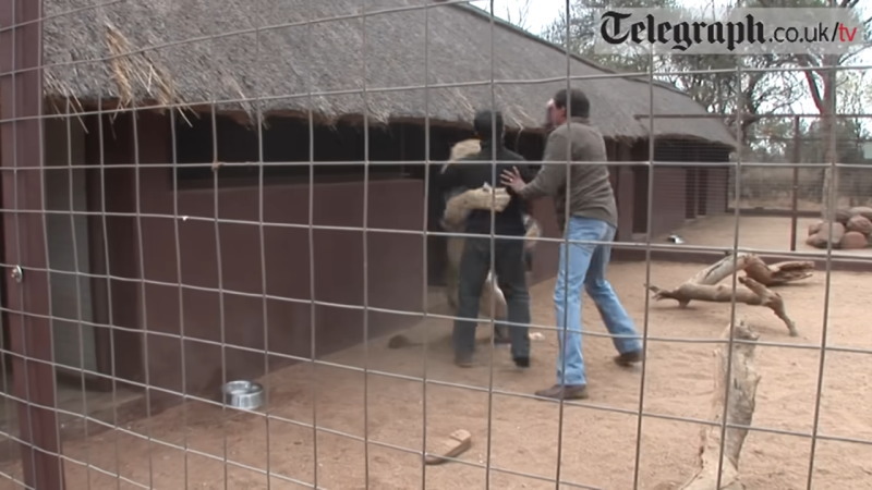 南アフリカで英テレグラフ記者がライオン舎に入り噛まれてしまう！！